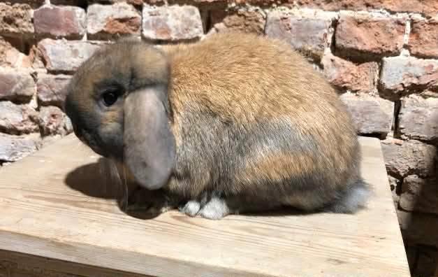 Minilop rammelaar, Dieren en Toebehoren, Konijnen, Dwerg, Mannelijk, 3 tot 5 jaar, Hangoor