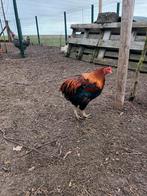 Araucana hanen, Dieren en Toebehoren, Pluimvee, Mannelijk, Kip