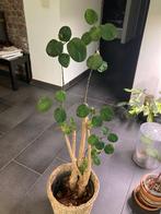 Polyscias in sierpot, Huis en Inrichting, Kamerplanten, 100 tot 150 cm, Overige soorten, Ophalen of Verzenden, In pot