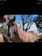 Drachtige Grullo merrie onbeleerd, Dieren en Toebehoren, Pony's, Merrie, 3 tot 6 jaar, Onbeleerd, Westernpony