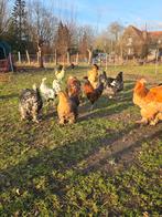 Diverse Cochin/Appenzeller/Brahma/Brabanter, Dieren en Toebehoren, Geslacht onbekend, Kip