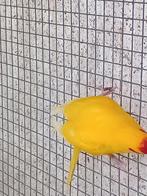 parkieten, Animaux & Accessoires, Oiseaux | Perruches & Perroquets, Plusieurs animaux, Perruche, Bagué