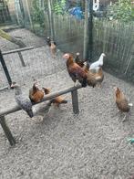 Groenleggers, Dieren en Toebehoren, Kip
