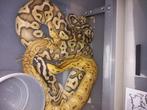 Ball pythons, Dieren en Toebehoren, Slang, Tam, 3 tot 6 jaar