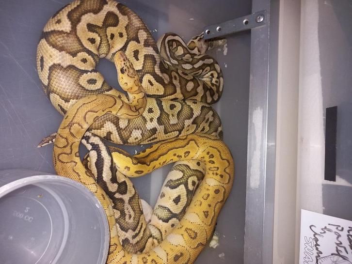 Ball pythons, Dieren en Toebehoren, Reptielen en Amfibieën, Slang, 3 tot 6 jaar, Tam