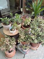 Crassula en andere planten eigen kweek, Tuin en Terras, Ophalen