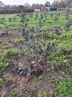 Osmanthus heterophylus, Tuin en Terras, Ophalen