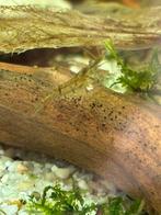 50 stuks Wildkleur Neocaridina, Kreeft, Krab of Garnaal, Zoetwatervis