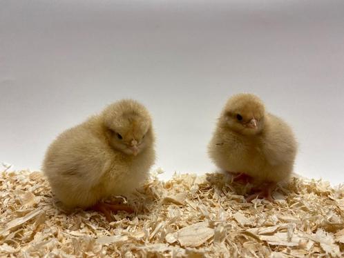 Mooie jonge Orpington kuikens gesekst en ingeënt, Dieren en Toebehoren, Pluimvee, Kip, Vrouwelijk