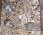 6 jonge gerbil pups(3 nog beschikbaar)!, Dieren en Toebehoren, Knaagdieren, December, Meerdere dieren, Overige typen, Tam