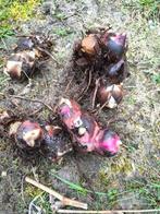 Rhizomes de canna, Ophalen, Vaste plant, Overige soorten