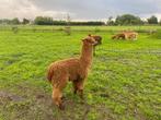 Alpaca merrie, Vrouwelijk