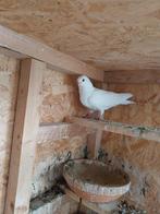 Mooie witte duif (mannelijke)Arfli, Dieren en Toebehoren, Vogels | Duiven