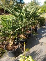 Trachycarpus Fortunei, Tuin en Terras, Ophalen, Palmboom