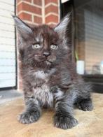 Maine Coon kittens van geteste ouders !, Dieren en Toebehoren, Meerdere dieren, Gechipt, 0 tot 2 jaar