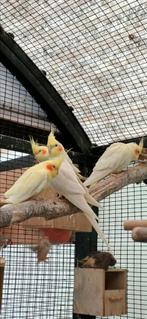 Valkparkieten, Dieren en Toebehoren