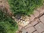 Mannetje griekse landschildpad 11 jaar, Dieren en Toebehoren