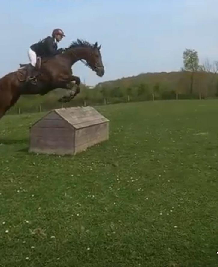 Lessen bij U aan huis, Dieren en Toebehoren, Paarden