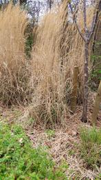 Miscanthus Sinensis grassen gratis, Jardin & Terrasse, Plantes | Jardin, Enlèvement