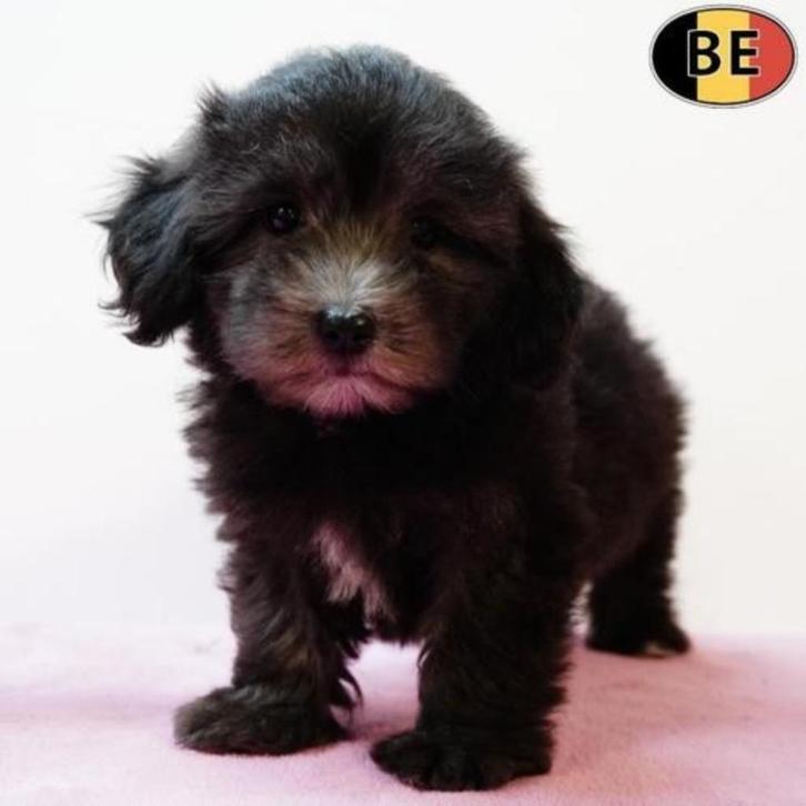 Prachtige Maltipoo pup teefje te koop, Dieren en Toebehoren, Honden | Chihuahua's en Gezelschapshonden, Teef, Overige rassen, Handelaar
