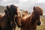 Paarden Verzorger Gezocht., Dieren en Toebehoren, Paarden