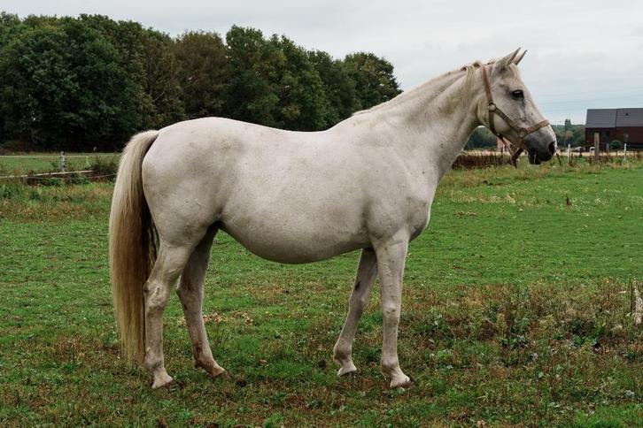 Fokmerrie (16 jaar) met topafstamming, Dieren en Toebehoren, Paarden en Pony's | Dekhengsten en Fokmerries, Merrie