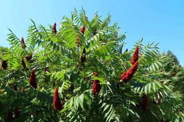 Fluweelboom  beschikbaar voor biedingen