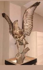 opgezette ruigpootbuizerd (Rough-legged Hawk). , Ophalen, Zo goed als nieuw