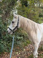 Superknappe 4-jarige ruin, Dieren en Toebehoren, Pony's, Ruin, Onbeleerd
