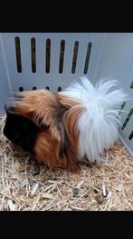 Koppel PERUVIAAN, Dieren en Toebehoren, Knaagdieren, Meerdere dieren, Cavia