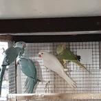 Halsbanden parkieten, Dieren en Toebehoren, Meerdere dieren, Parkiet, Geringd