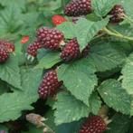 Tayberry fruitstruik, Tuin en Terras, Planten | Tuinplanten, Volle zon, Vaste plant, Ophalen of Verzenden, Zomer