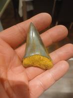 Isurus plicatis haaientand, Enlèvement ou Envoi