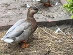 Koppel Hollandse kwakers, Dieren en Toebehoren, Meerdere dieren, Eend