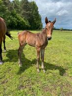 Merrieveulen uit stam Madona PK (1.60m), Dieren en Toebehoren, Paarden, Merrie, Springpaard, Gechipt, 0 tot 2 jaar