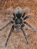 Teraphosa blondi mannetje 4 cm lichamlengte, Animaux & Accessoires, Insectes & Araignées