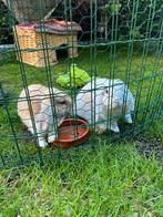 Twee lieve konijn, Dieren en Toebehoren