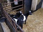 geiten zwartbonte stamboek lammeren, Dieren en Toebehoren, Meerdere dieren, Geit, 0 tot 2 jaar