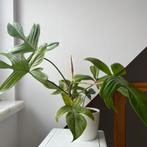 Philodendron florida ghost (kamerplant), Huis en Inrichting, Kamerplanten, Ophalen