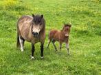 shetland, Meerdere dieren, Gechipt, L, A pony (tot 1.17m)