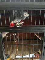 Grijze roodstaart papegaai met kooi, Dieren en Toebehoren, Papegaai