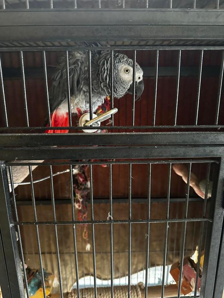 Grijze roodstaart papegaai met kooi, Dieren en Toebehoren, Vogels | Parkieten en Papegaaien, Papegaai
