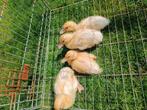 Semois eenden., Dieren en Toebehoren, Pluimvee, Geslacht onbekend, Eend