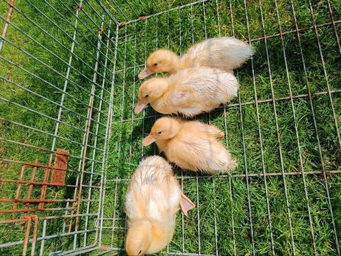 Semois eenden., Dieren en Toebehoren, Pluimvee, Eend, Geslacht onbekend