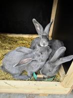 Blauw van ham rammelaars, Dieren en Toebehoren, Konijnen, Mannelijk, Middelgroot, 0 tot 2 jaar