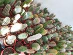 cactus plant, Ophalen, Minder dan 100 cm, Bloeiende kamerplant, Volle zon