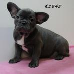 Franse Bulldog pups te koop (blauwe teefjes), Dieren en Toebehoren, 15 weken tot 1 jaar, Buitenland, Meerdere, Overige rassen