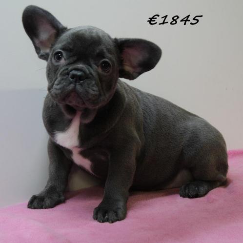 Franse Bulldog pups te koop (blauwe teefjes), Dieren en Toebehoren, Honden | Chihuahua's en Gezelschapshonden, Teef, Overige rassen