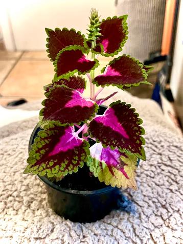 Coleus (siernetel) beschikbaar voor biedingen