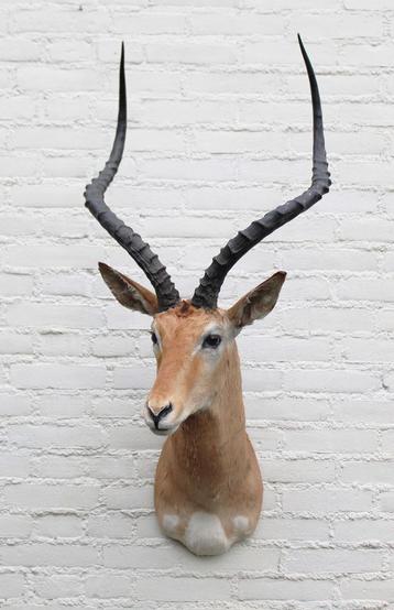 Grote opgezette KOP IMPALA antilope (gewei) - ref. C, Enlèvement, Utilisé, Animal sauvage, Animal empaillé